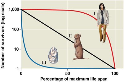Three types of survivorship curves