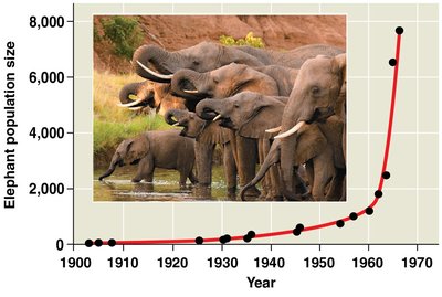 Exponential growth in elephants