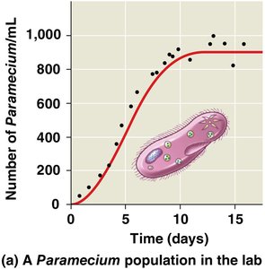 Logistic growth in Paramecium