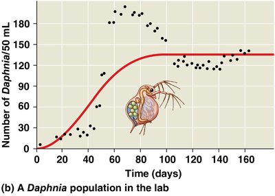 Logistic growth in Daphnia