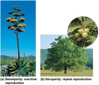 Semelparity and iteroparity in plants