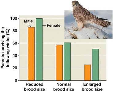 Brood size and survival in kestrels
