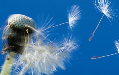 Dandelion seed dispersal