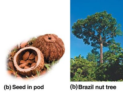 Brazil nut tree and seed