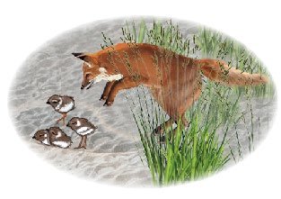 Predation as a density-dependent factor