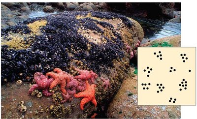 Clumped dispersion pattern with starfish and mussels