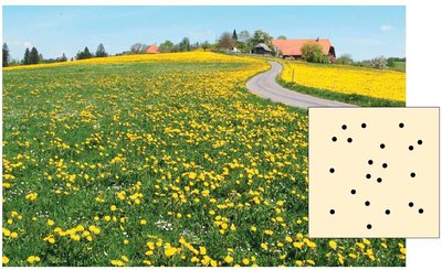 Random dispersion pattern with dandelions