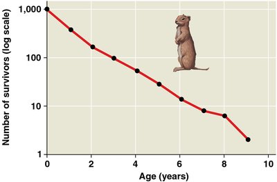 Survivorship curve for ground squirrel