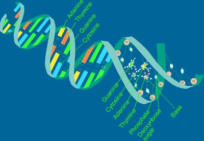 Diagram of DNA structure with labeled bases, phosphate, and sugar