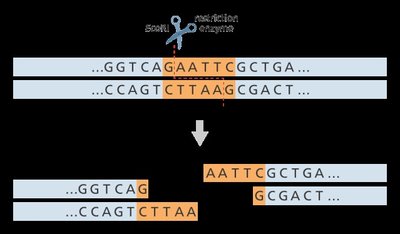 Diagram of restriction enzyme cutting DNA and generating sticky ends