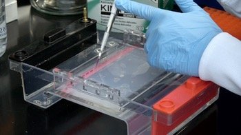 Loading a gel with a micropipette