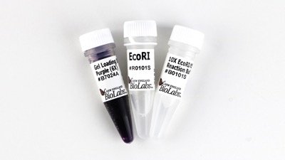 Tubes labeled EcoRI and gel loading dye