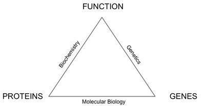 Triangle showing relationship between proteins, genes, and function in molecular biology