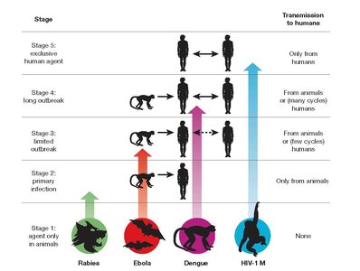 Diagram of stages in animal-to-human disease transfer