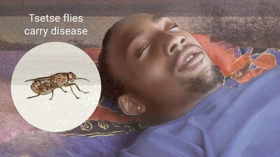 Tsetse fly transmission of African sleeping sickness