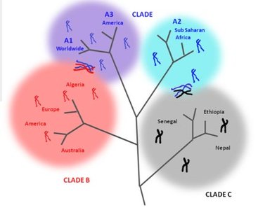 Phylogenetic tree of human lice clades