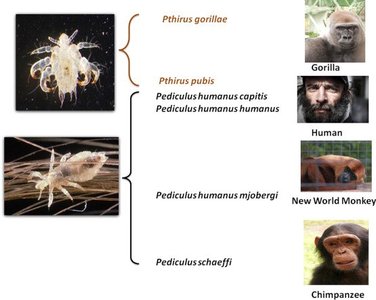 Evolutionary associations of lice among primates