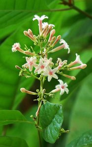 Cinchona tree, source of quinine