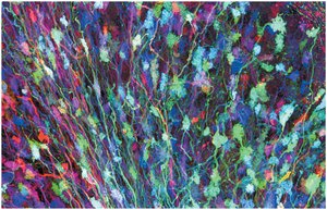 Neuronal circuits visualized with colored proteins
