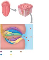 Taste bud structure and function