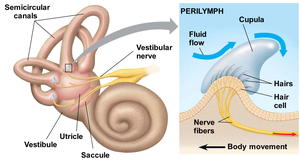 Inner ear structures for equilibrium