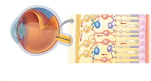 Anatomy of the vertebrate eye