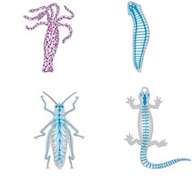 Comparative nervous system structures in animals