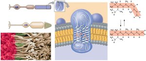 Phototransduction in rods and cones