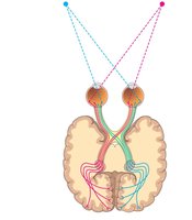 Visual pathways from the eyes to the brain
