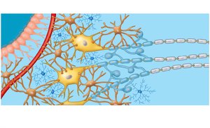 Types of glial cells and their roles
