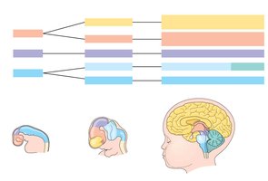Embryonic brain regions and their derivatives