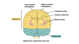 Major regions of the adult brain