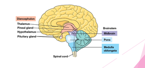 Brainstem and diencephalon structures