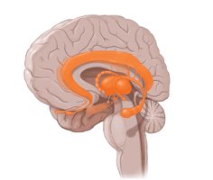 Limbic system structures in the brain