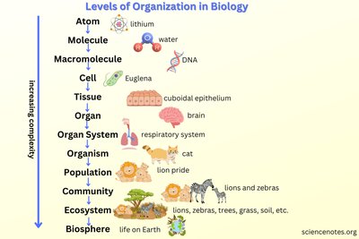 Levels of biological organization from atom to biosphere