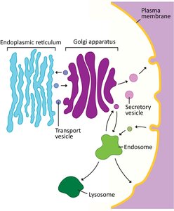 Endomembrane system and protein trafficking