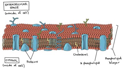 Structure of the plasma membrane (fluid mosaic model)