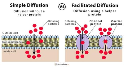 Simple vs. facilitated diffusion across the cell membrane