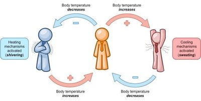 Negative feedback in body temperature regulation