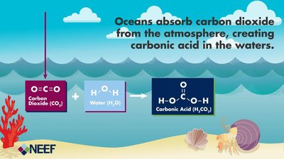 CO2 absorption and carbonic acid formation in oceans