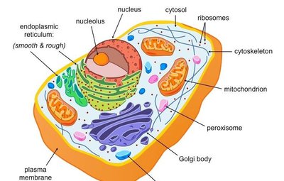Diagram of a eukaryotic cell with labeled organelles