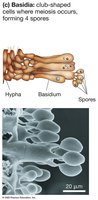 Basidia