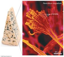 Asexual spores (conidia)