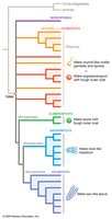 Fungal phylogeny