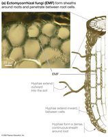 Ectomycorrhizal fungi