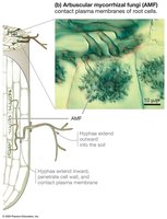 Arbuscular mycorrhizal fungi