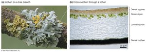Lichens as symbiotic associations