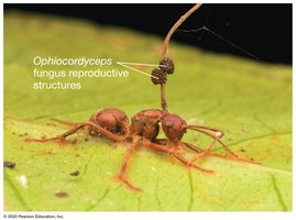 Zombie ant fungus