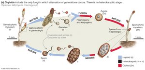 Chytrid life cycle