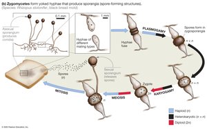 Zygomycete life cycle